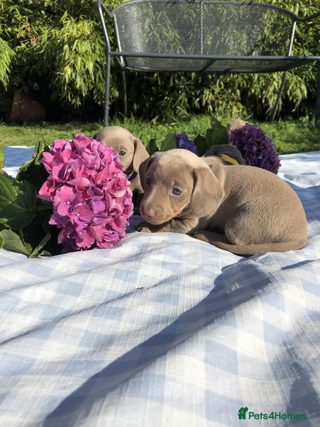 Miniature Dachshund dogs for sale: Miniature Dachshund (Isabella Tan line) - Image 5