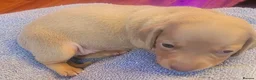 Miniature Dachshund dogs for sale: Miniature Dachshunds unusual colour ready 2nd Sept - Advert 26
