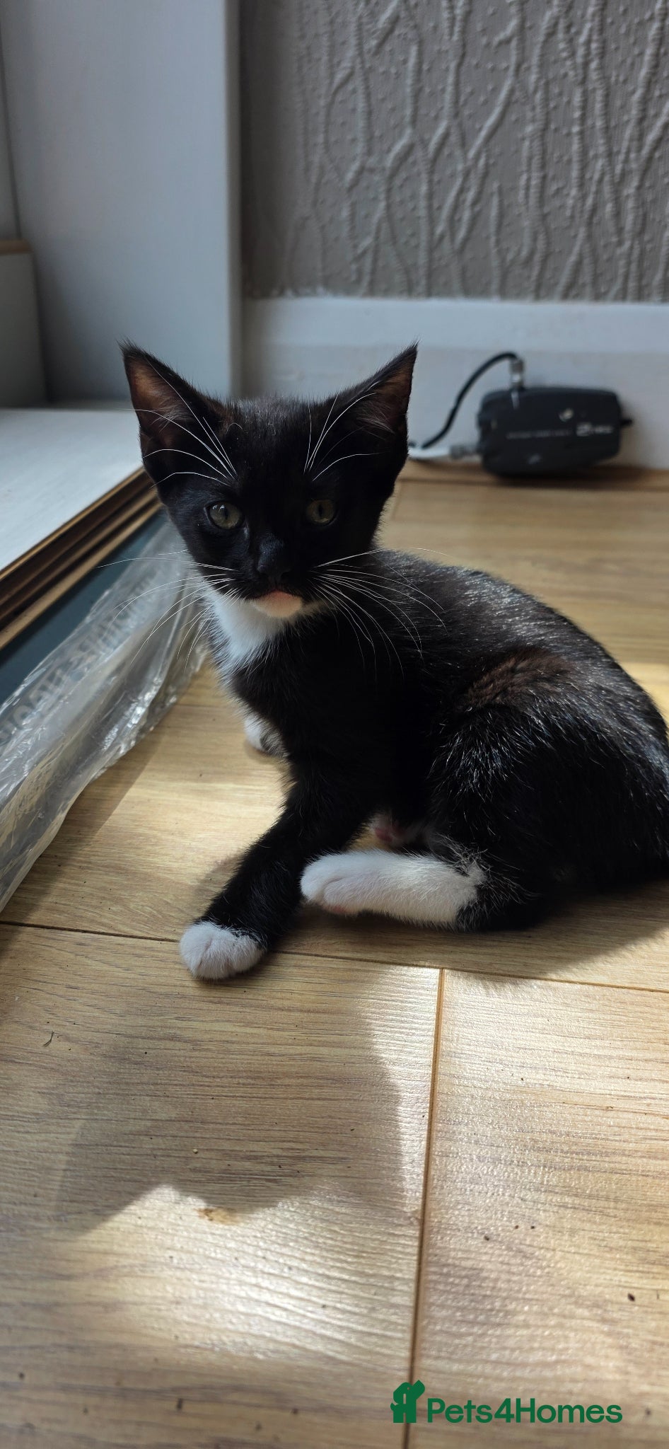Domestic Shorthair cats Two girls looking for a new home  - Advert 6
