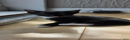 Domestic Shorthair cats for sale: Two girls looking for a new home  - Advert 1