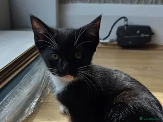 Domestic Shorthair cats Two girls looking for a new home - Advert 6