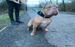 American Bully dogs for sale: ABKC REGISTERED Pocket Exotic/Extreme Bully PUPS! - Image 7