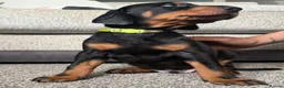 Dobermann dogs for sale: 3 male puppy Dobermanns for sale  - Advert 2