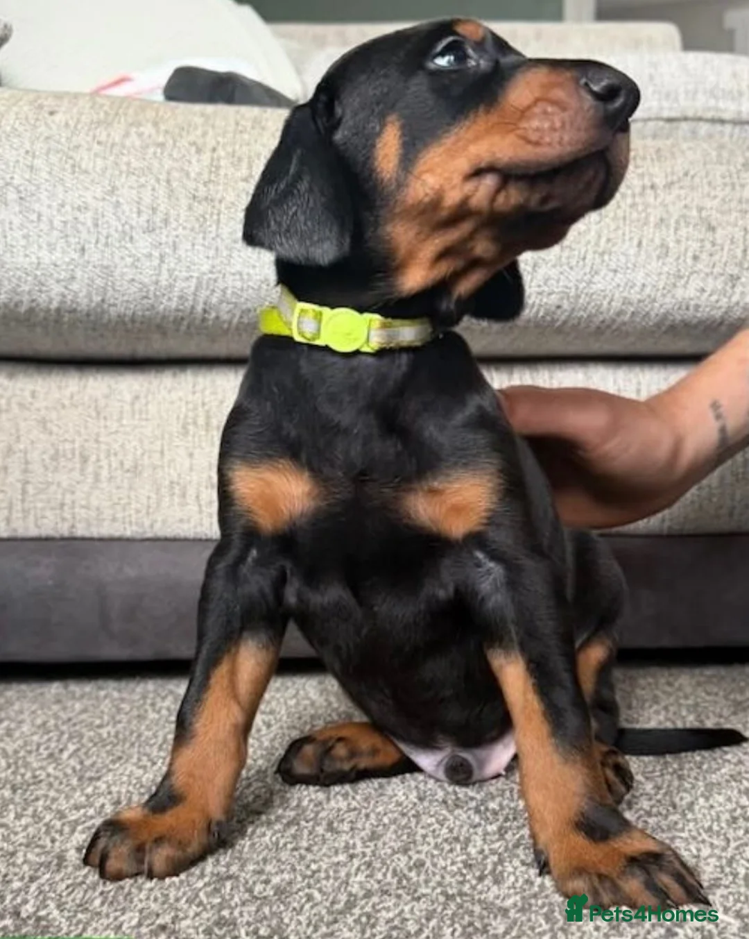 Dobermann dogs for sale: 3 male puppy Dobermanns for sale  - Advert 2
