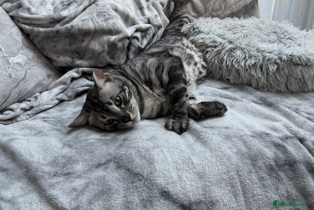 Bengal cats for sale: TICA Registered Silver Bengal - Advert 11