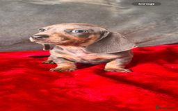 Miniature Dachshund dogs for sale: Beautiful miniature dachshund  - Image 3