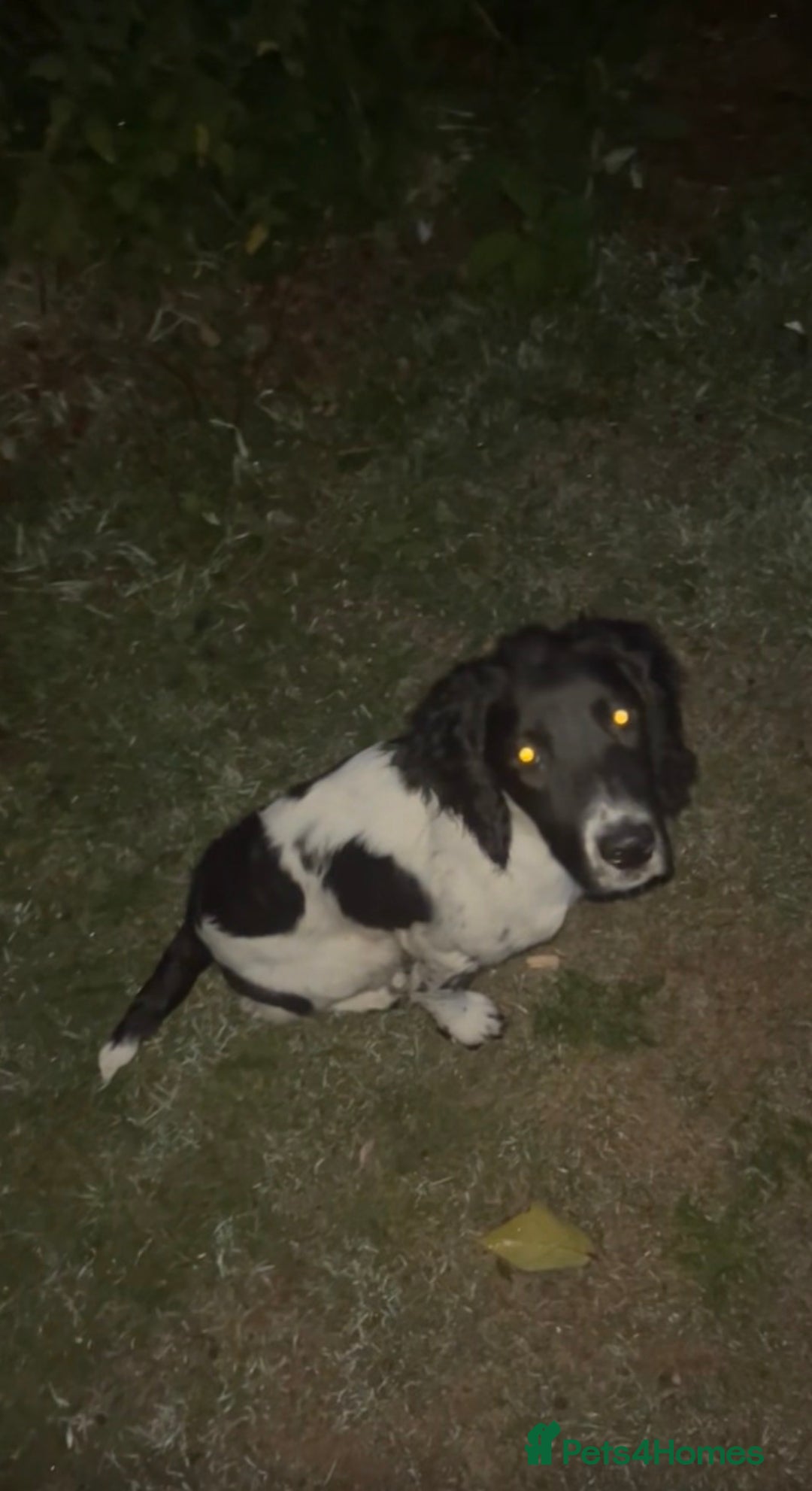 English Springer Spaniel dogs for sale: Benji - Advert 2