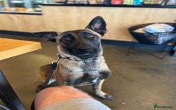 Mixed Breed dogs for sale: Cane corso x mail pups available.  - Advert 13