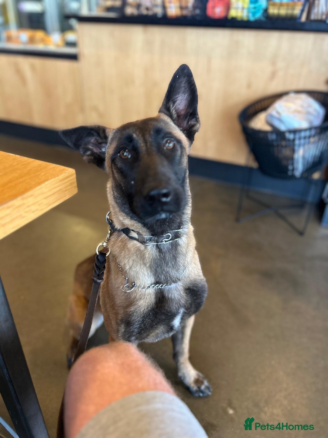 Mixed Breed dogs for sale: Cane corso x mail pups available.  - Advert 13