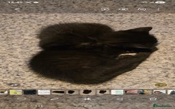 British Shorthair cats for sale: Litter of british short hair X 2 boys and 1 girl - Image 5