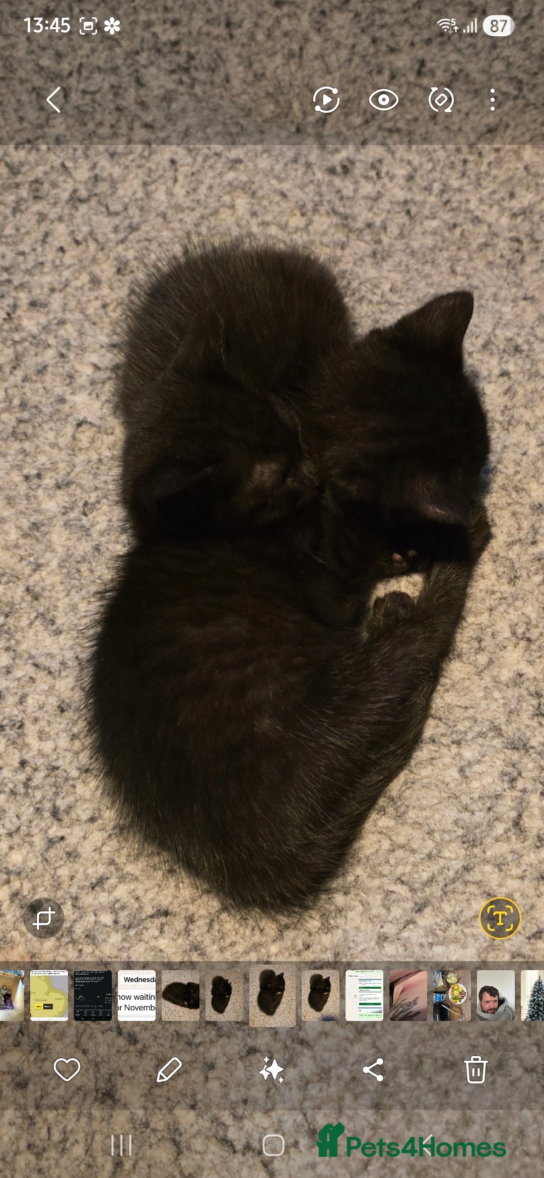 British Shorthair cats for sale: Litter of british short hair X 2 boys and 1 girl - Image 5