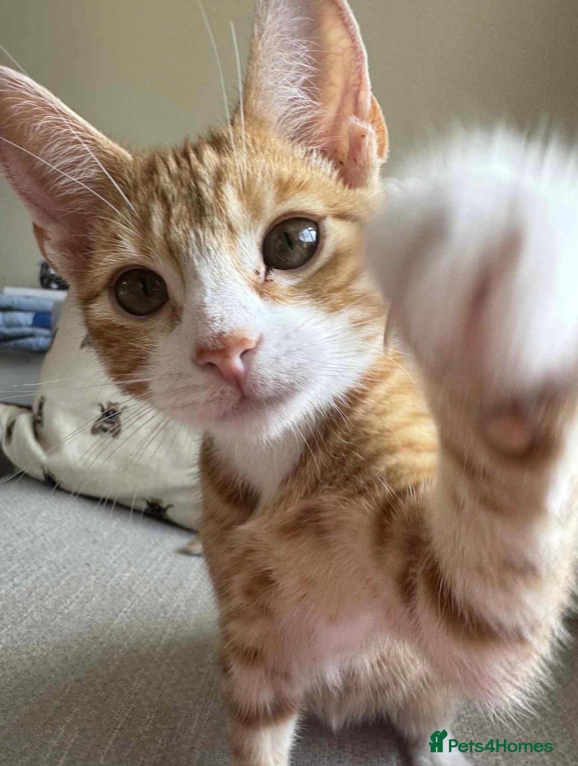 Mixed Breed cats Ginger kitten  - Advert 1