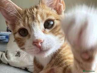 Mixed Breed cats Ginger kitten - Advert 1