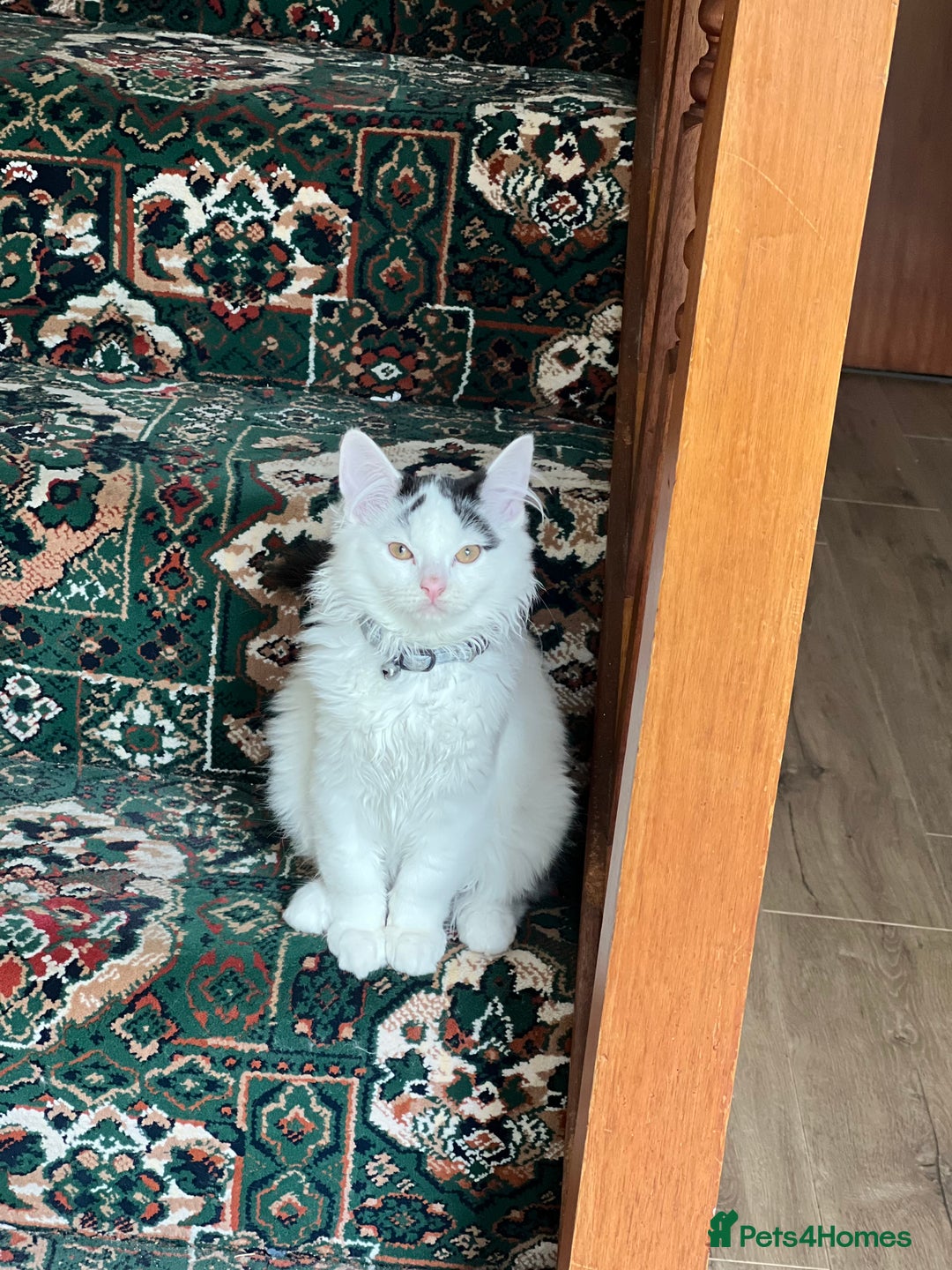 Mixed Breed cats for sale: kitten  - Image 5