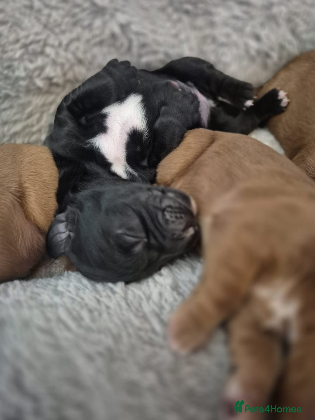 Cocker Spaniel dogs for sale: Beautiful and new - working cocker spaniel puppies - Advert 14