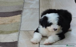 Old English Sheepdog dogs for sale: Quality Homes Only!!!Old English Sheepdog Pups. - Image 4