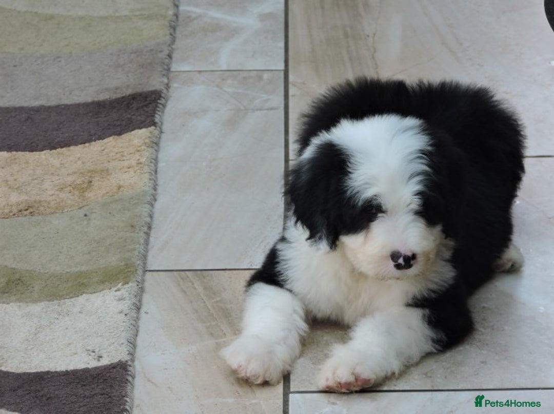 Old English Sheepdog dogs for sale: Quality Homes Only!!!Old English Sheepdog Pups. - Image 4