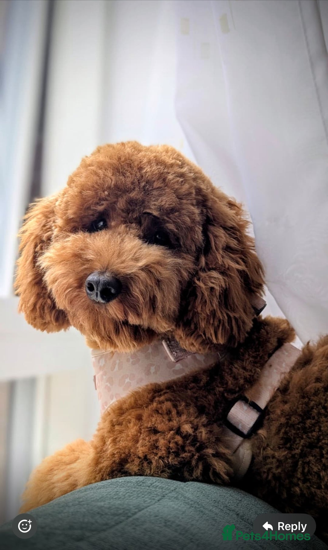 Cavapoo dogs for sale: Extensively Health Tested F1b Cavapoo Puppies  - Image 24