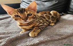 Bengal cats for sale: Bengal kittens  - Image 3