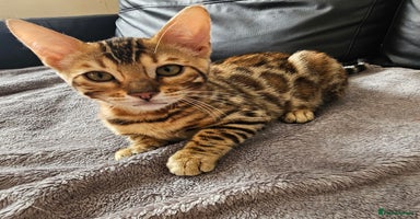 Bengal cats - Advert 4