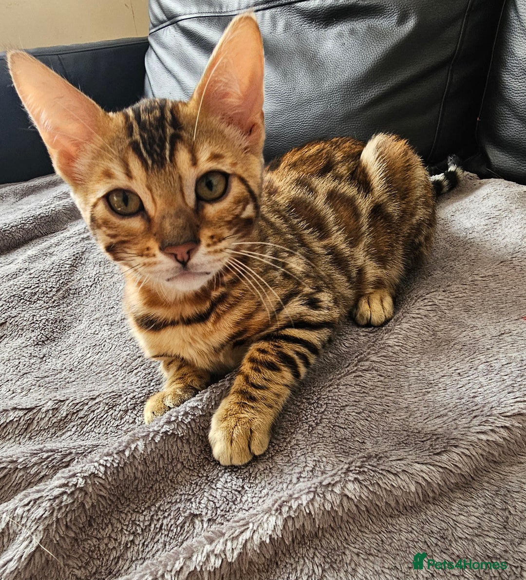 Bengal cats for sale: Bengal kittens  - Image 3