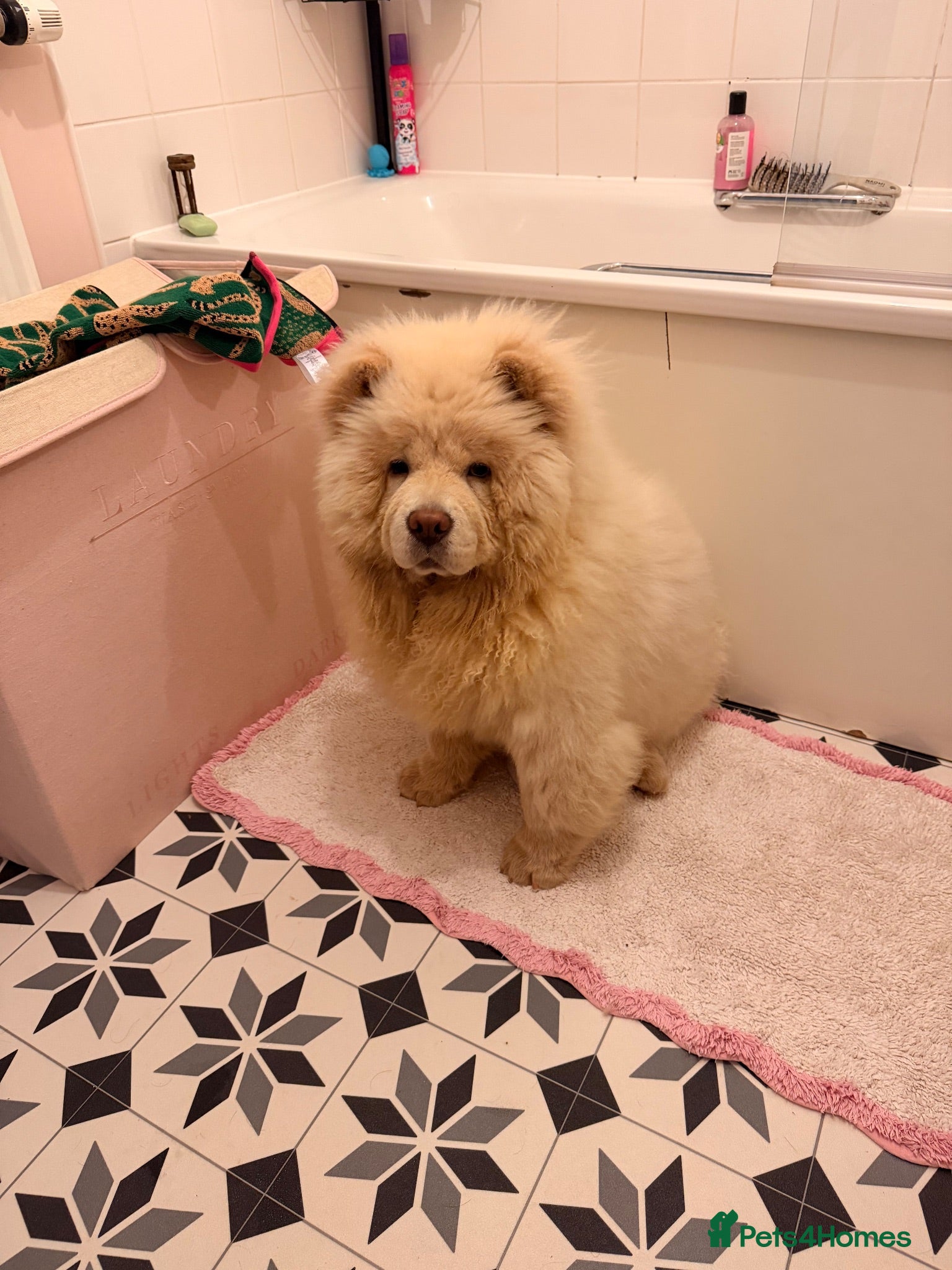 Chow Chow dogs 8 month old Bear  - Advert 3