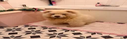 Chow Chow dogs for sale: 8 month old Bear  in Penarth - Advert 1