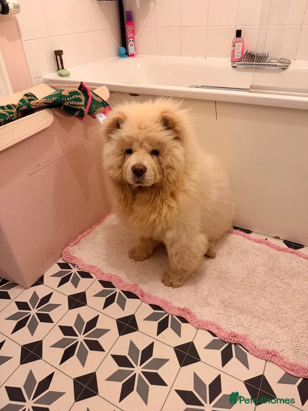 Chow Chow dogs for sale: 8 month old Bear  in Penarth - Advert 1
