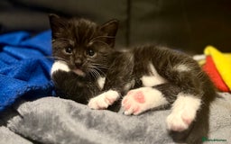 British Shorthair cats for sale: Female Kittens - Image 11