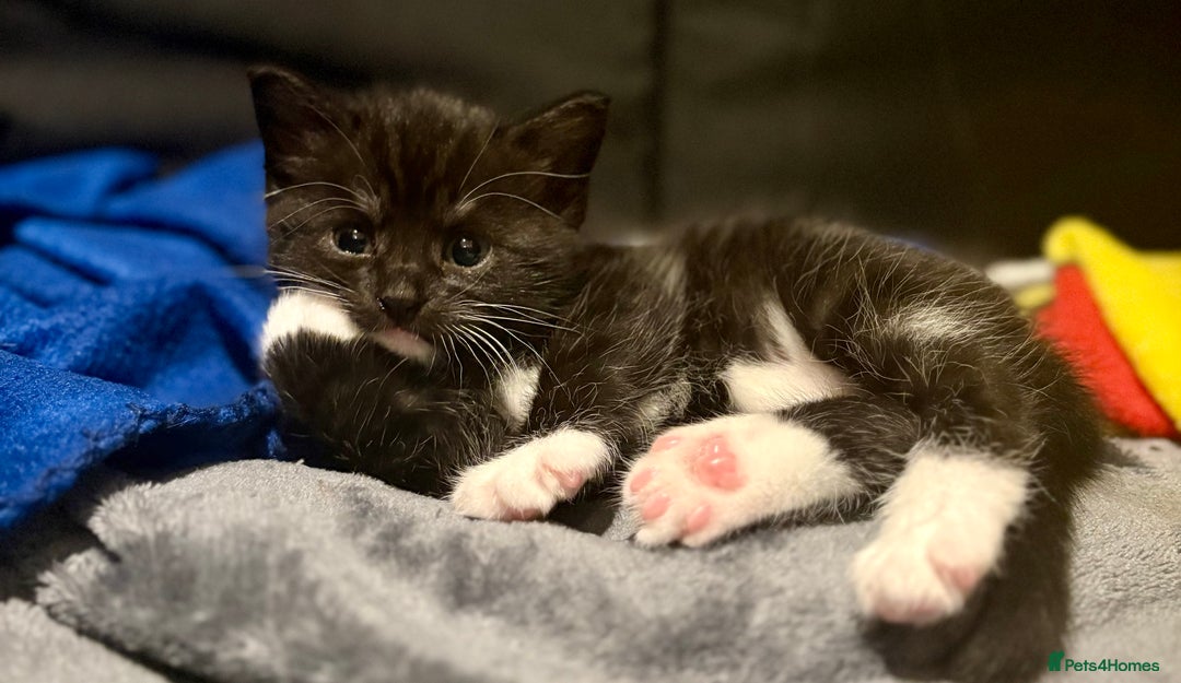 British Shorthair cats for sale: Female Kittens - Image 11