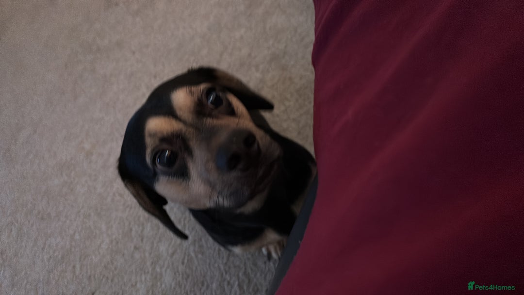 Mixed Breed dogs for sale: Small mixed breed boy - Advert 4