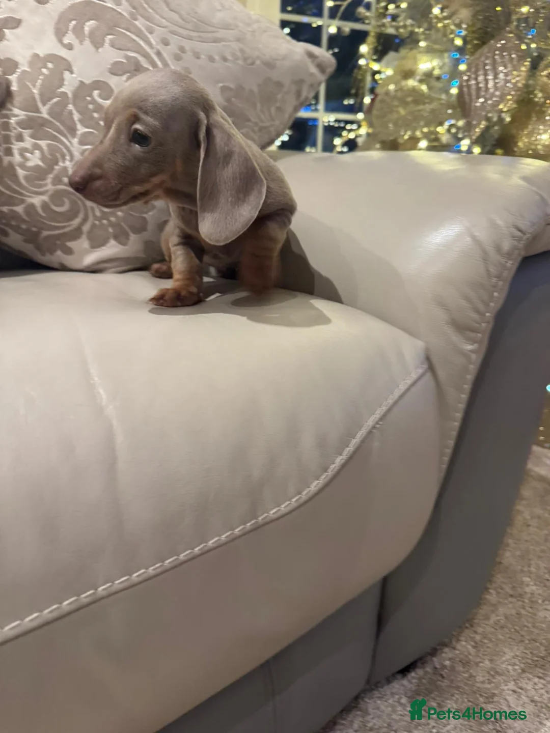 Miniature Dachshund dogs for sale: 2 beautiful lilac and tan miniature dachshunds  - Advert 3