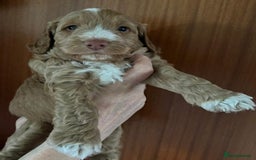 Cockapoo dogs for sale: Adorable F1 cockapoos for sale  - Image 10