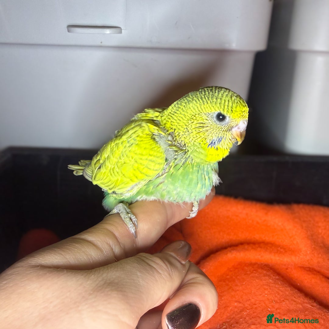 Budgerigars birds for sale: Baby Budgies for Sale! - Advert 2
