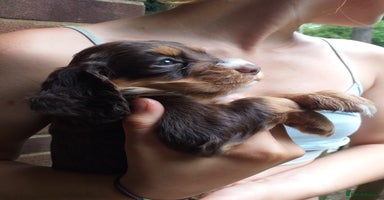 Cocker Spaniel dogs - Advert 5