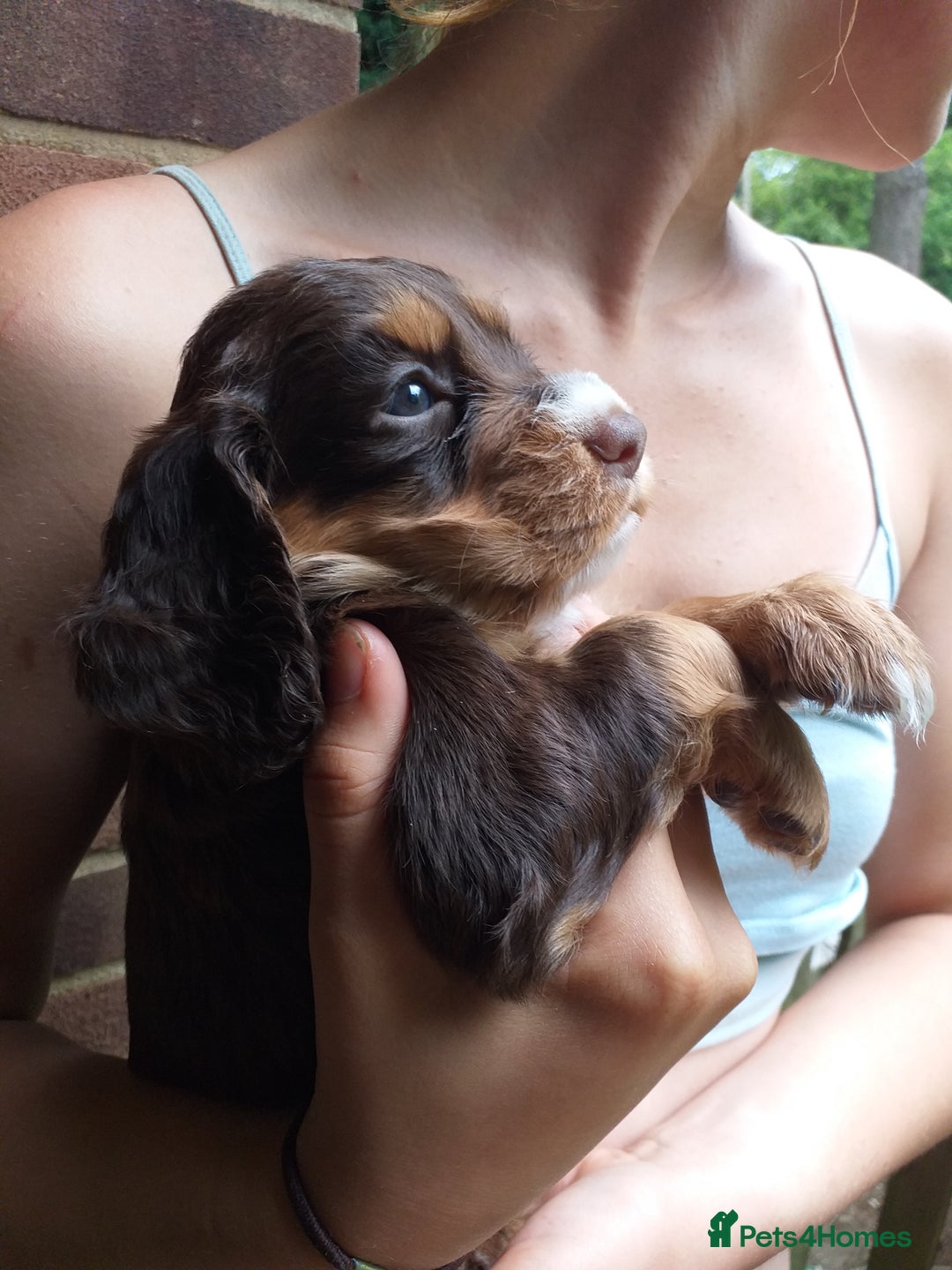 Cocker Spaniel dogs for sale: Gamekeeper bred Working Cocker Spaniels - Image 5