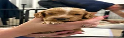 Cocker Spaniel dogs for sale: 🐾❤️ BEAUTIFUL WORKING COCKER SPANIEL PUPPIES ❤️🐾 - Advert 29