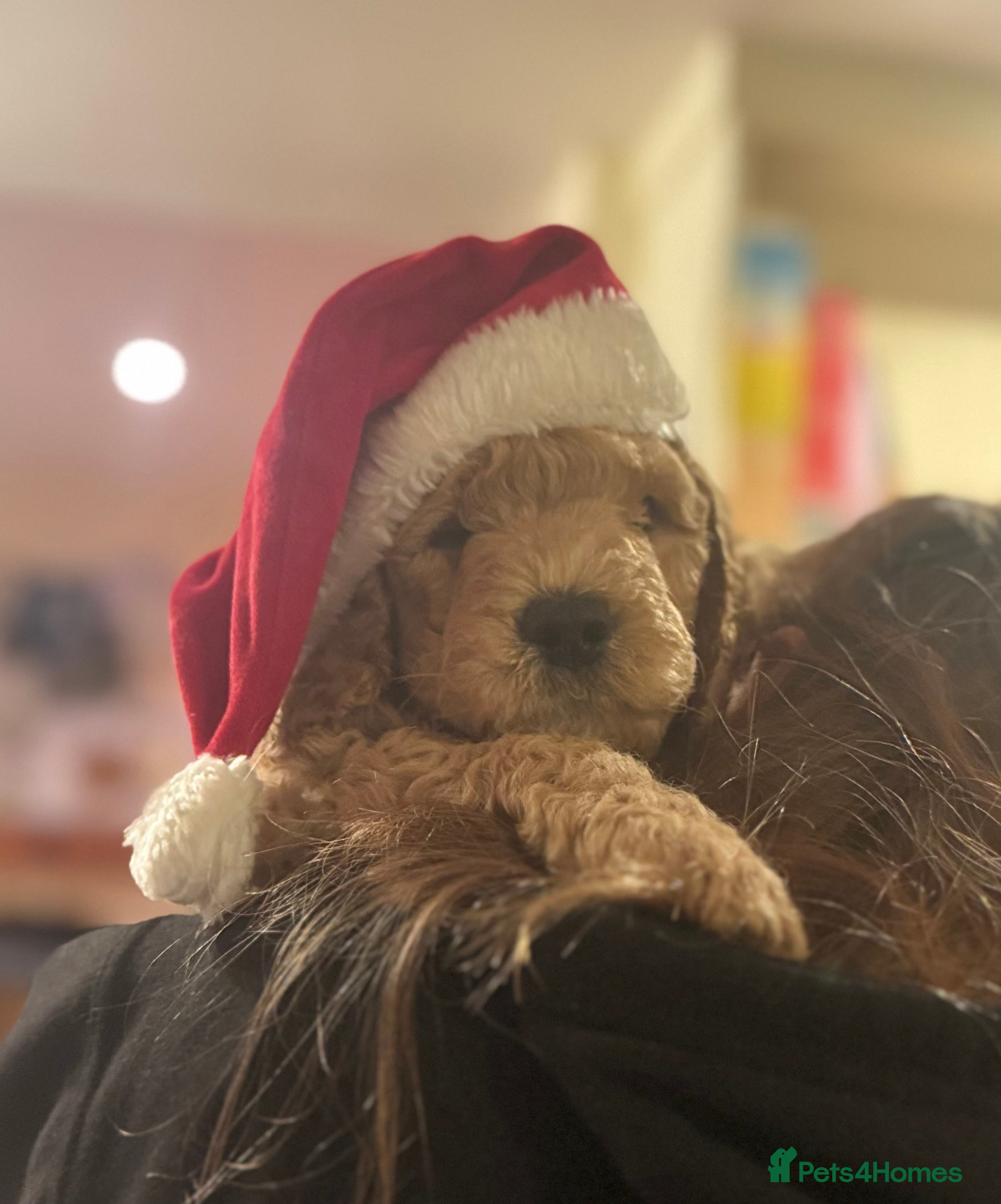 Mini Goldendoodle dogs Miniature Golden Doodle Puppies - Advert 18