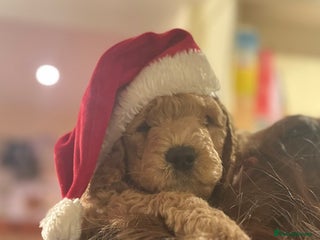 Mini Goldendoodle dogs Miniature Golden Doodle Puppies - Advert 14