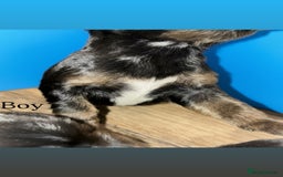 Cocker Spaniel dogs for sale: 🤎Show cocker spaniels🤎 - Image 7