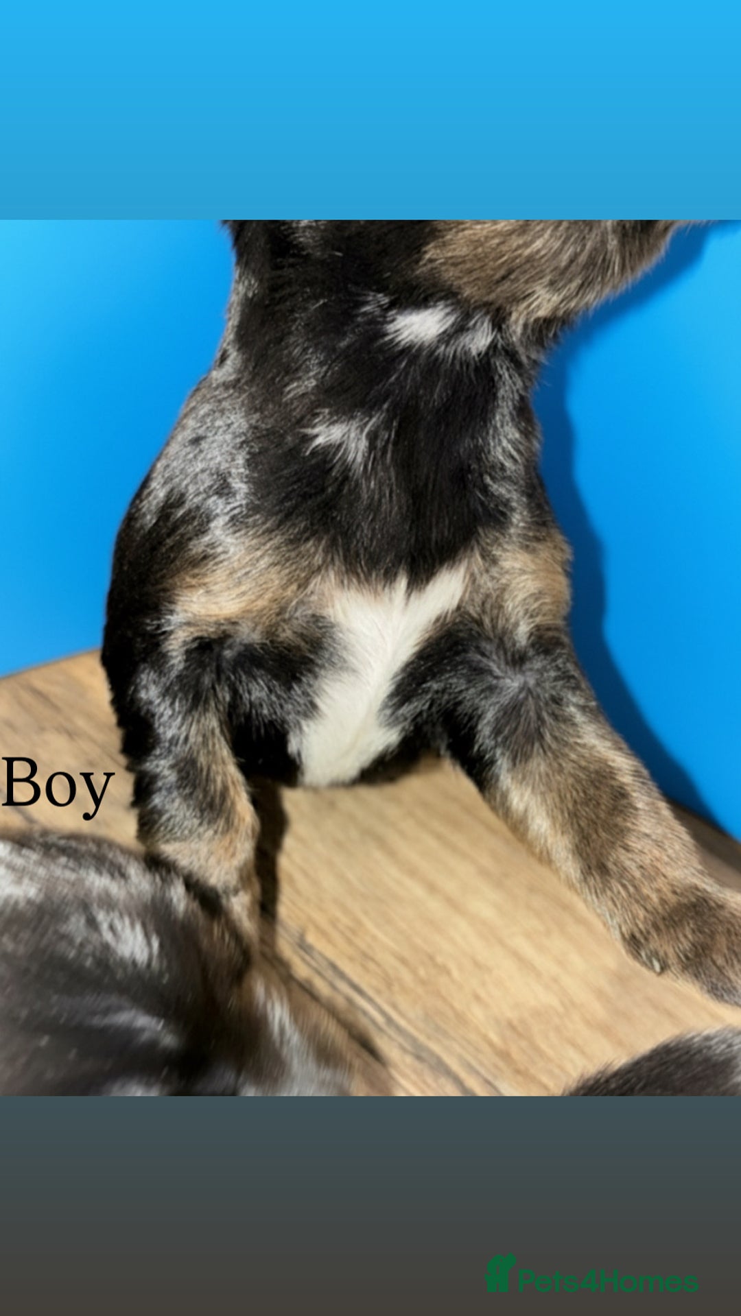 Cocker Spaniel dogs for sale: 🤎Show cocker spaniels🤎 - Image 7