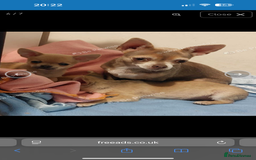 Chihuahua dogs for sale: XXS teacup chihuahua girl  - Image 16