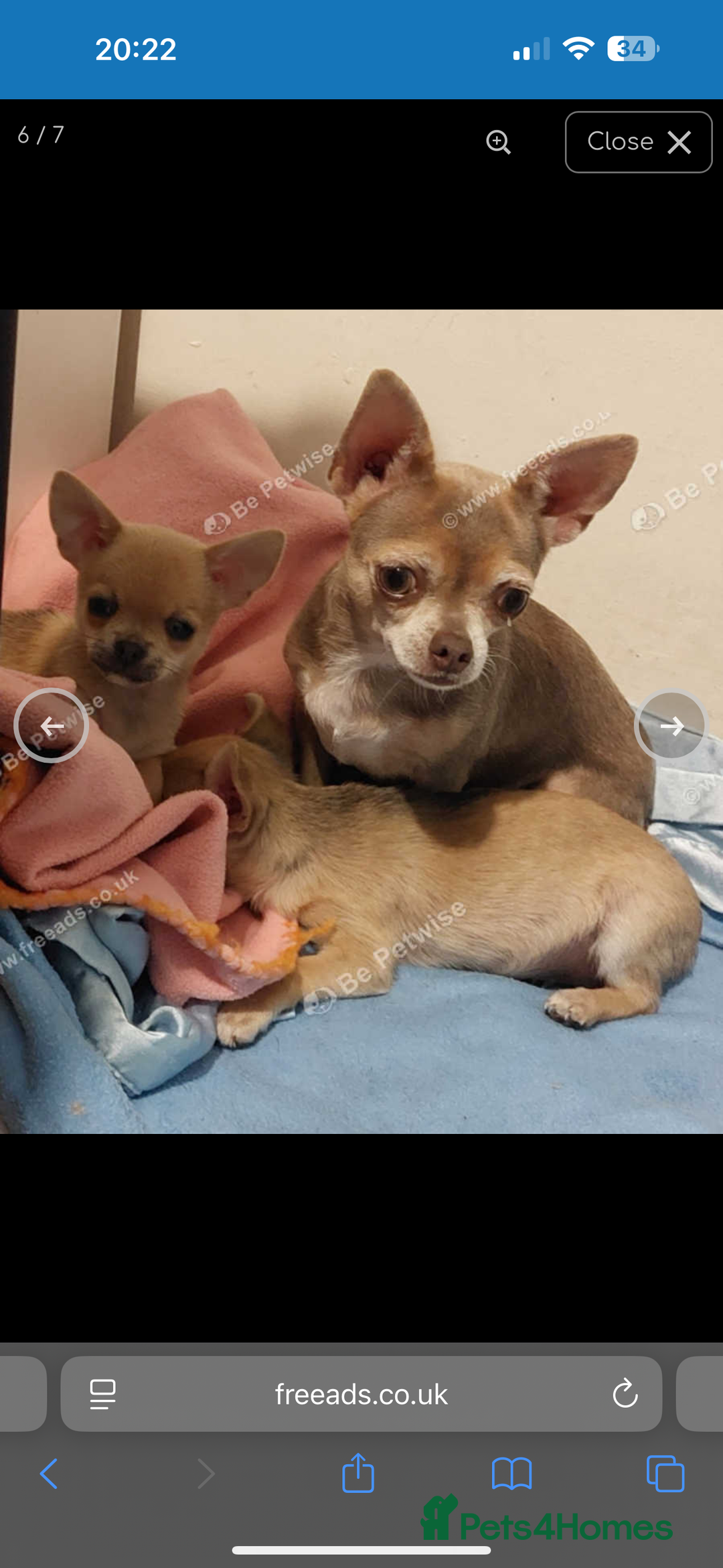 Chihuahua dogs for sale: XXS teacup chihuahua girl  - Image 16