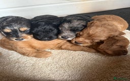 Cockapoo dogs for sale: Beautiful Cockerpoo Puppies. (Sand, Merle, Black) - Image 33