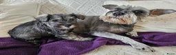 Miniature Schnauzer dogs for sale: Waiting list for KC reg Miniature Schnauzer pups   - Advert 9
