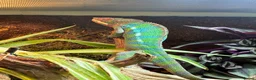 Chameleon reptiles for sale: Panther chameleon  in Wymondham - Advert 4