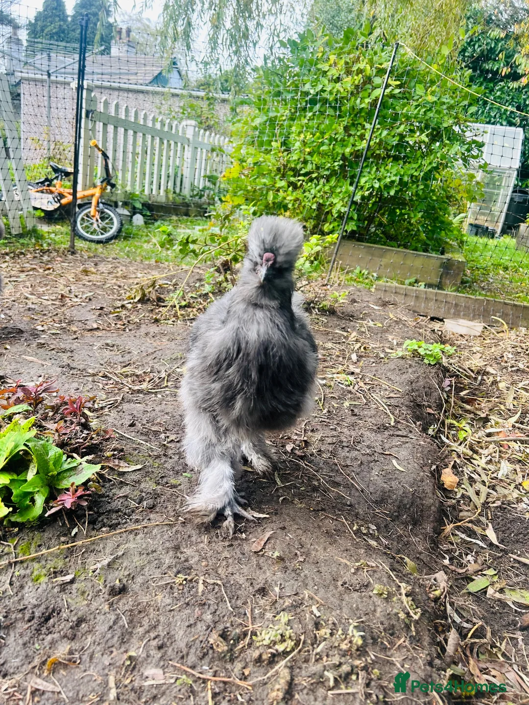 Chickens poultry for sale: Blue/grey/cuckoo silkies  in Skelmersdale - Advert 9