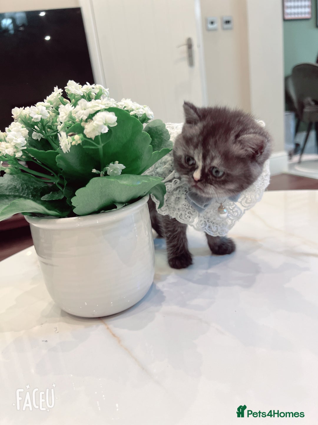 Mixed Breed cats for sale: Mix cat to sell - Image 1