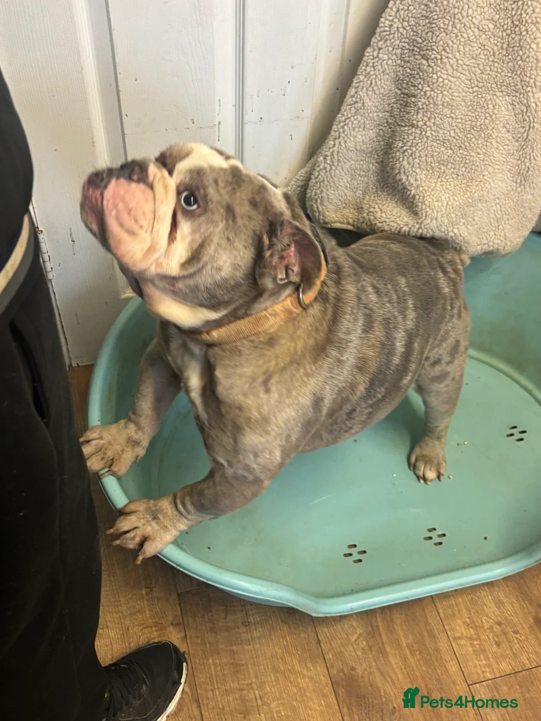 Old Tyme Bulldog dogs for sale: 5 year old male bulldog needing a new home  - Advert 7