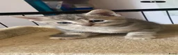 Mixed Breed cats for sale: Beautiful Kittens - Advert 6